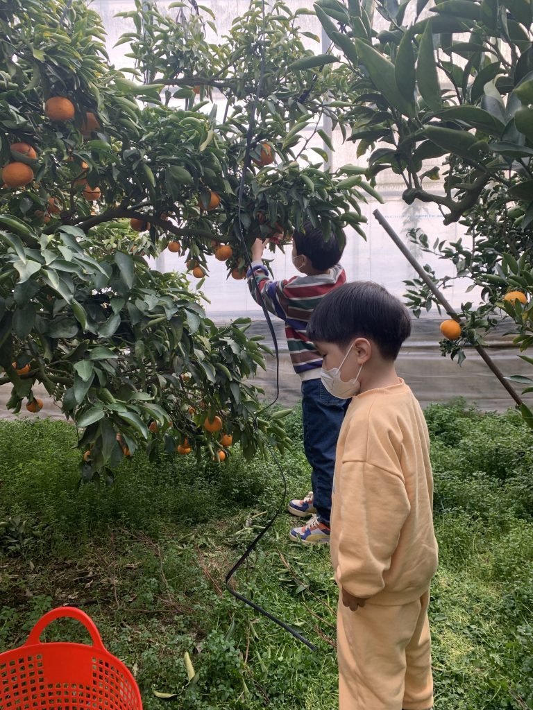 서귀포 효성농원 천혜향따기 체험_2023 14