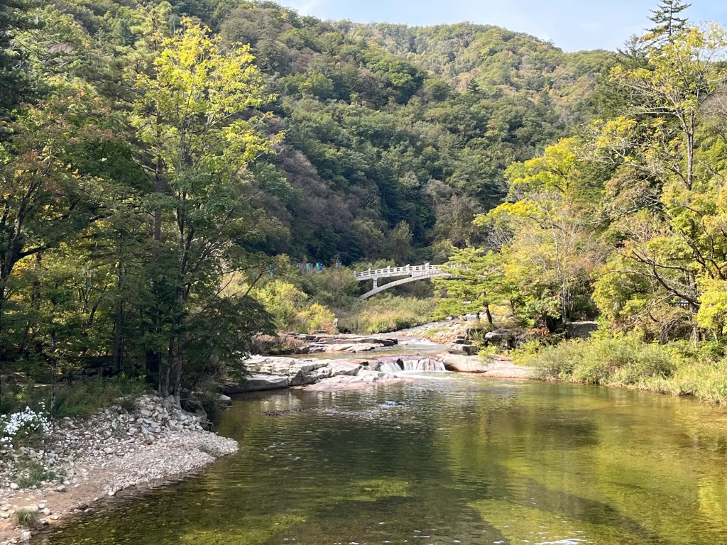 오대산 월정사 전나무숲길 한적한 산책길_2023 12