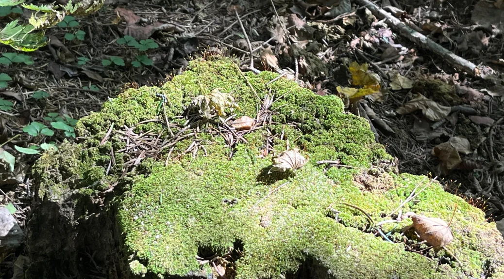 오대산 월정사 전나무숲길 한적한 산책길