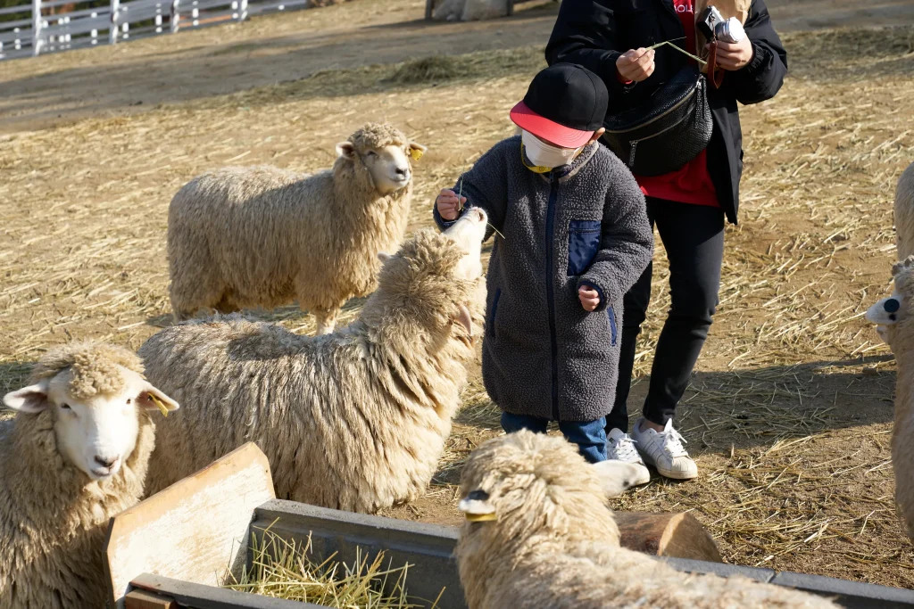 대관령 하늘목장 강원도 가볼만한 곳_2020 30