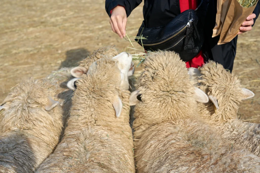 대관령 하늘목장 강원도 가볼만한 곳_2020 38