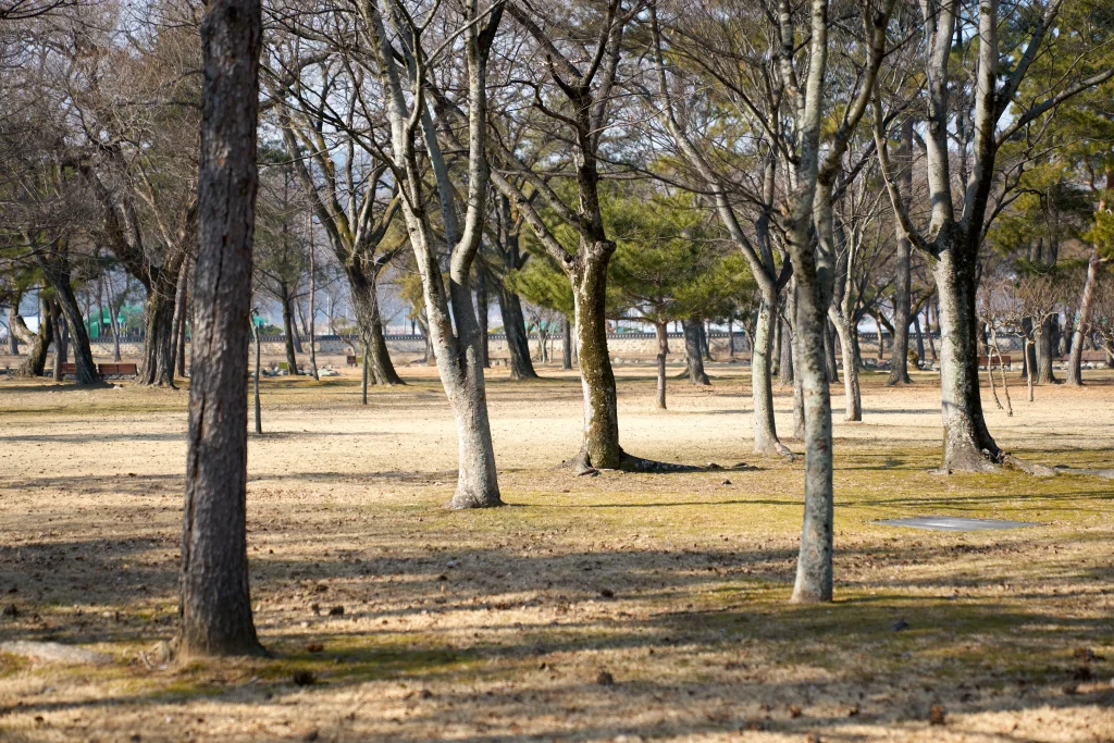 경주 오릉 한적한 산책 데이트 장소 추천_2024 10